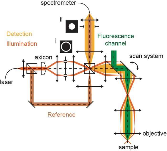Combined Optical Coherence and Fluorescence Microscopy to assess dynamics and specificity of pancreatic beta-cell tracers.